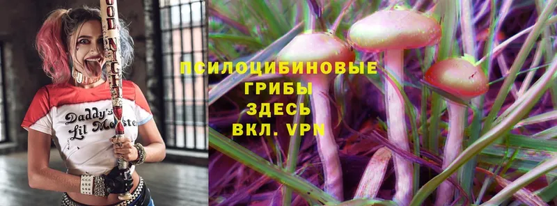 Галлюциногенные грибы Psilocybe  сколько стоит  Заинск 